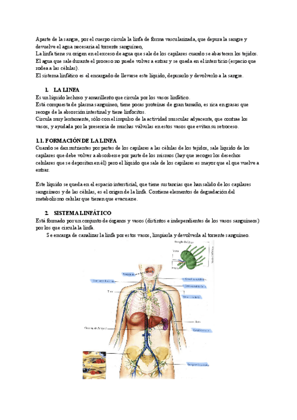 Miniatura del documento Resumen-sistema-linfatico.pdf