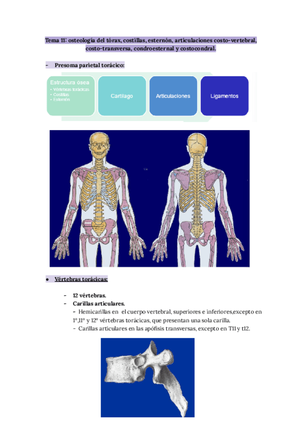 Miniatura del documento Tema-11-anato.pdf