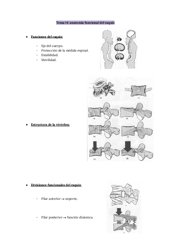 Miniatura del documento Tema-14-anato.pdf
