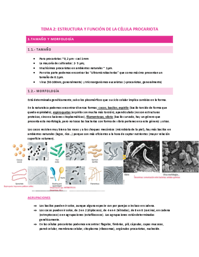 Miniatura del documento TEMA-2-LAS-CELULAS-PROCARIOTAS.pdf