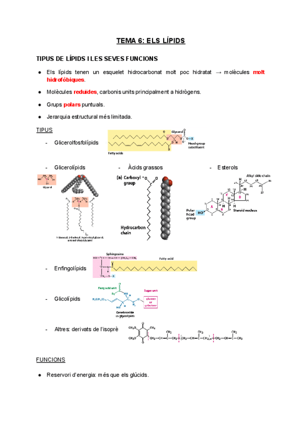Miniatura del documento Tema-6-Els-lipids.pdf
