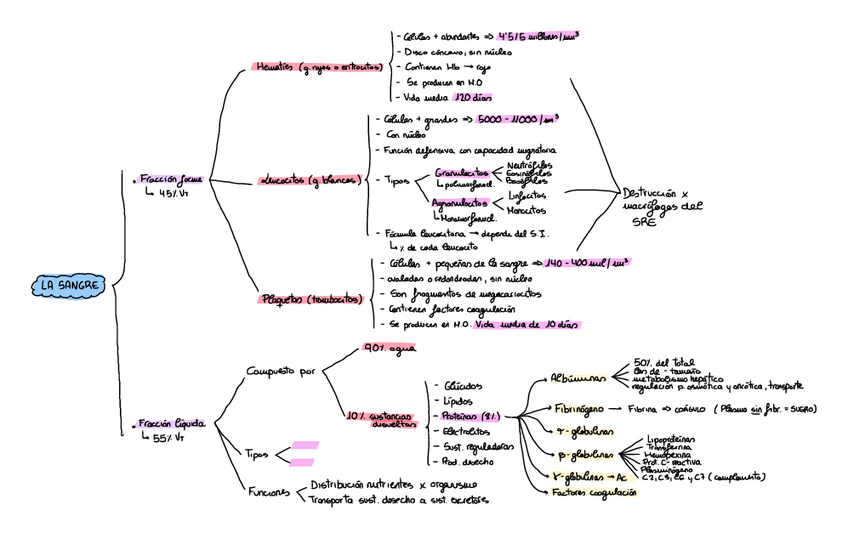 Miniatura del documento Composicion-sangre-esquema.pdf