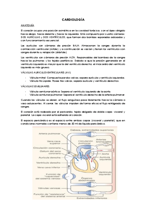 Miniatura del documento Cardiologia.pdf