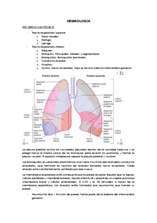 Miniatura del documento Neumologia.pdf