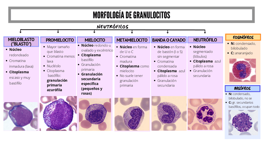 Miniatura del documento MORFOLOGIA-LEUCOCITOS.pdf