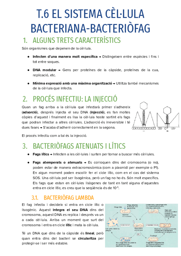 Miniatura del documento T.6-EL-SISTEMA-CELLULA-BACTERIANA-BACTERIOFAG.pdf