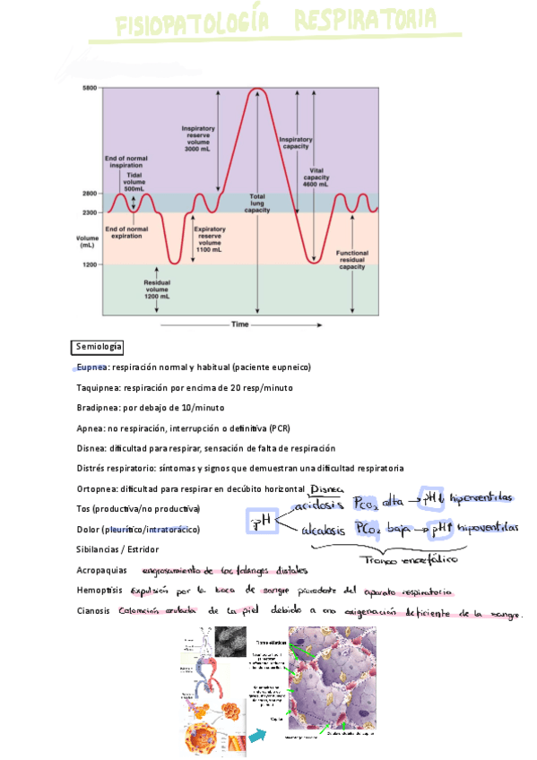 Miniatura del documento FISIOPATOLOGIA-DEL-SISTEMA-RESPIRATORIO230506161718.pdf