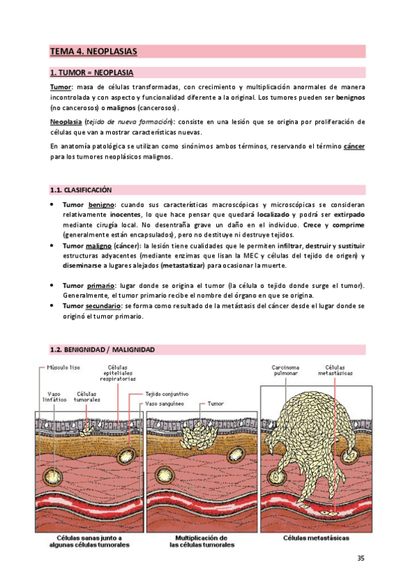 Miniatura del documento 4. Neoplasia.pdf