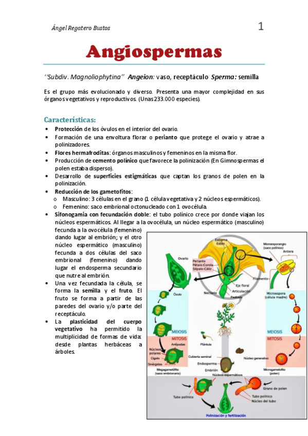 Miniatura del documento 1. Resumen Angiospermas.pdf