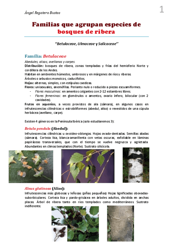 Miniatura del documento 3. Resumen Bosques d Ribera.pdf