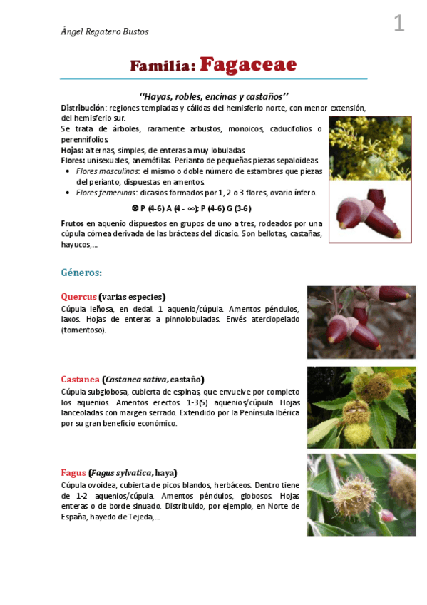 Miniatura del documento 4. Resumen Fagaceae.pdf