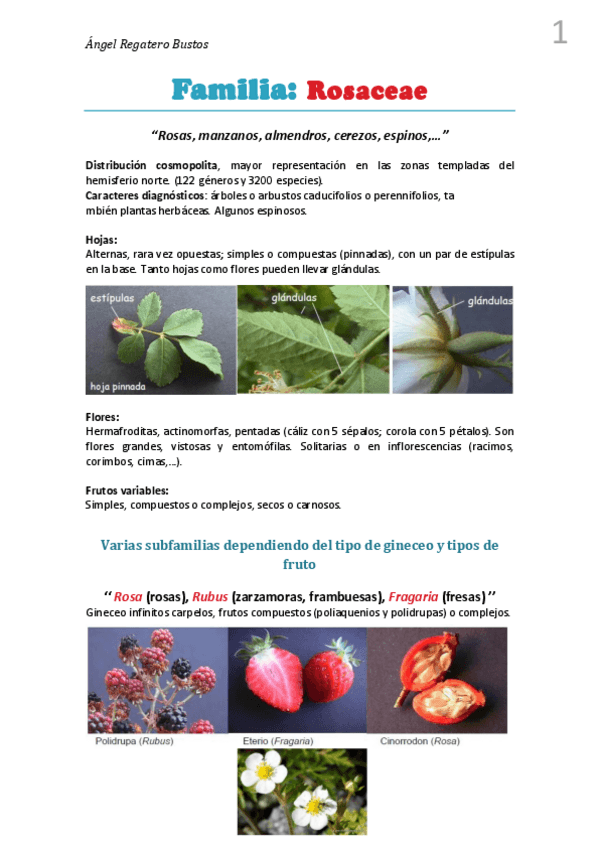 Miniatura del documento 5. Resumen Rosaceae.pdf