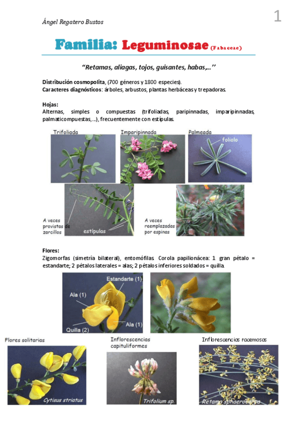 Miniatura del documento 6. Resumen Leguminosae.pdf