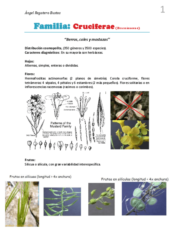 Miniatura del documento 7. Resumen Cruciferae.pdf