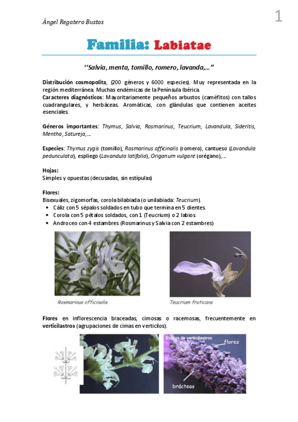 Miniatura del documento 8. Resumen Labiatae.pdf
