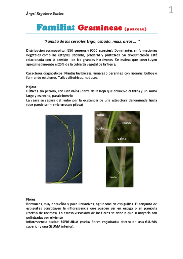 Miniatura del documento 9. Resumen Gramineae.pdf
