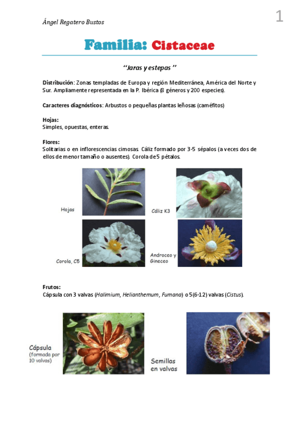Miniatura del documento 11. Resumen Cistaceae.pdf