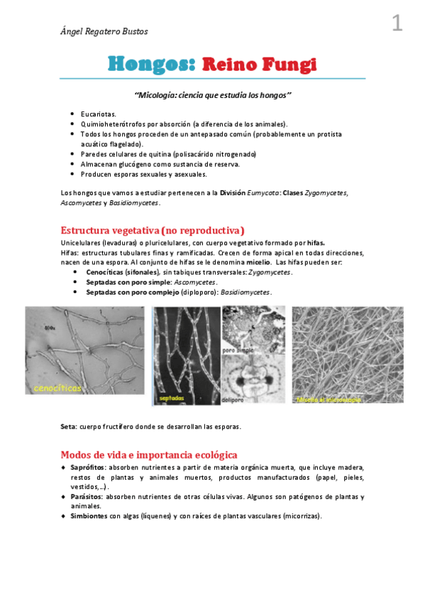 Miniatura del documento 13. Resumen Hongos.pdf