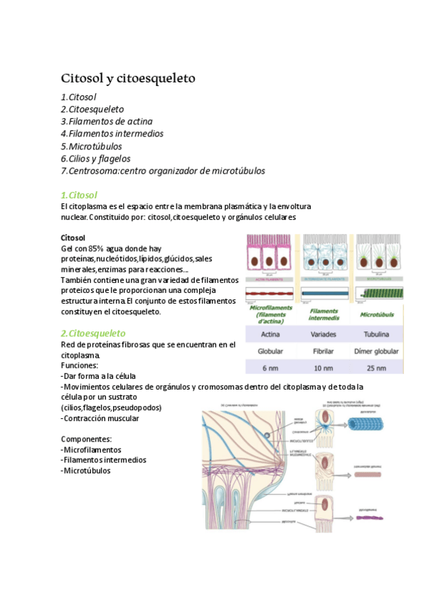 Miniatura del documento citosol-y-citoesqueleto.pdf