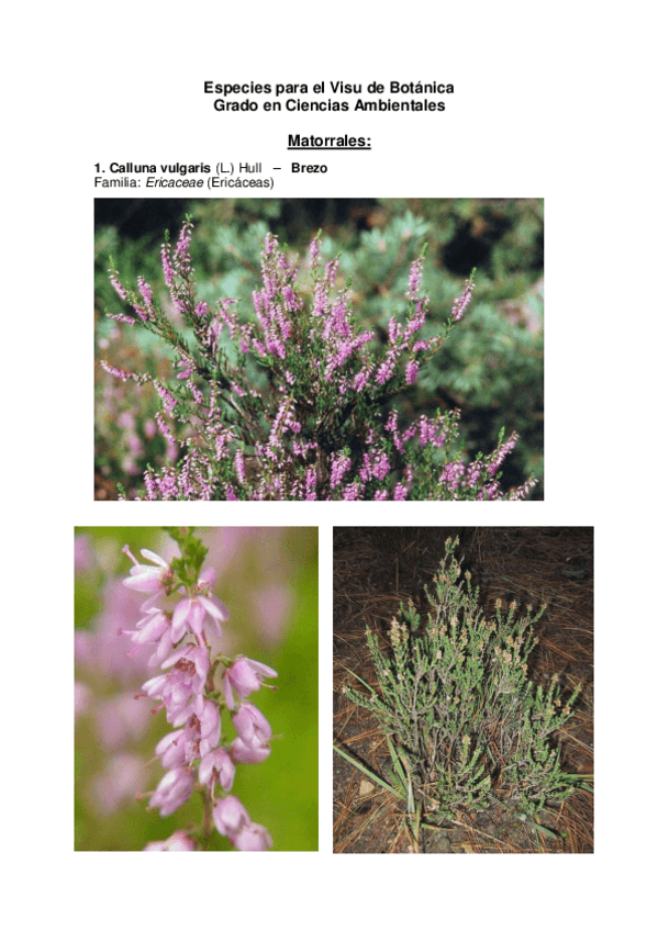 Miniatura del documento Especies para el Visu de Botánica.pdf