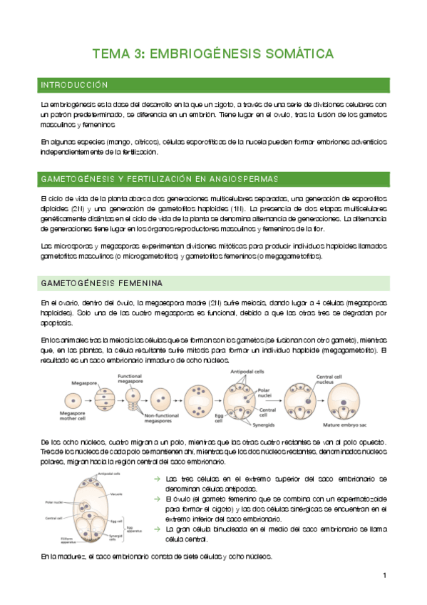 Miniatura del documento Tema-3-Embriogenesis-somatica.pdf