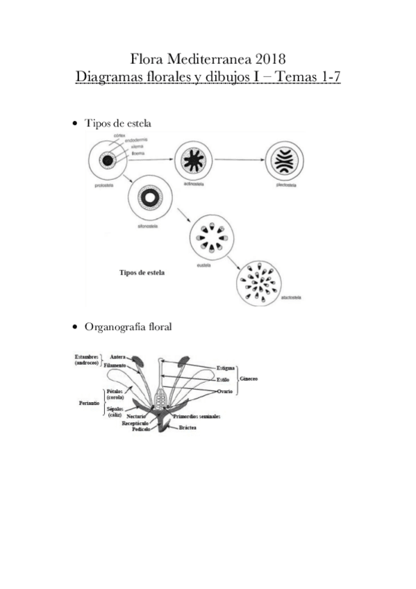 Miniatura del documento Diagramas florales y esquemas - Flora 2018.pdf
