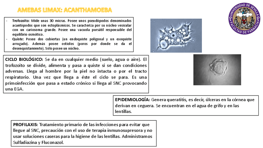 Miniatura del documento RESUMEN AMEBAS LIMAX.pdf