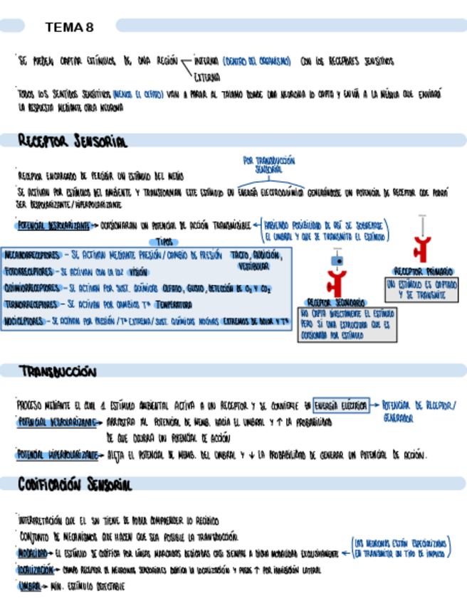 Miniatura del documento TEMA-8-SISTEMA-NERVIOSO-SENSORIAL.pdf