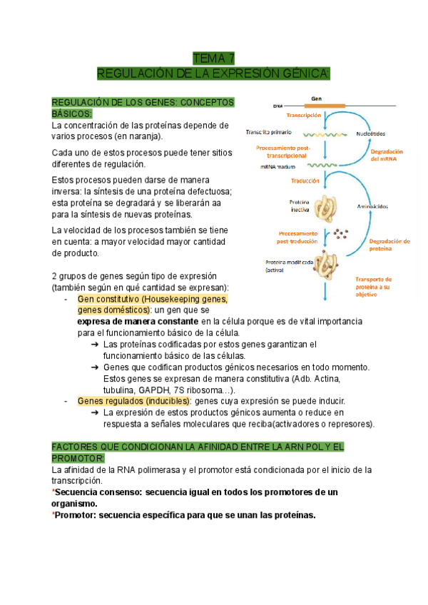 Miniatura del documento TEMA-7-REGULACION-DE-LA-EXPRESION-GENICA.pdf