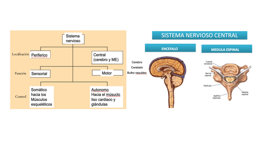 Miniatura del documento SISTEMA-NERVIOSO.pdf