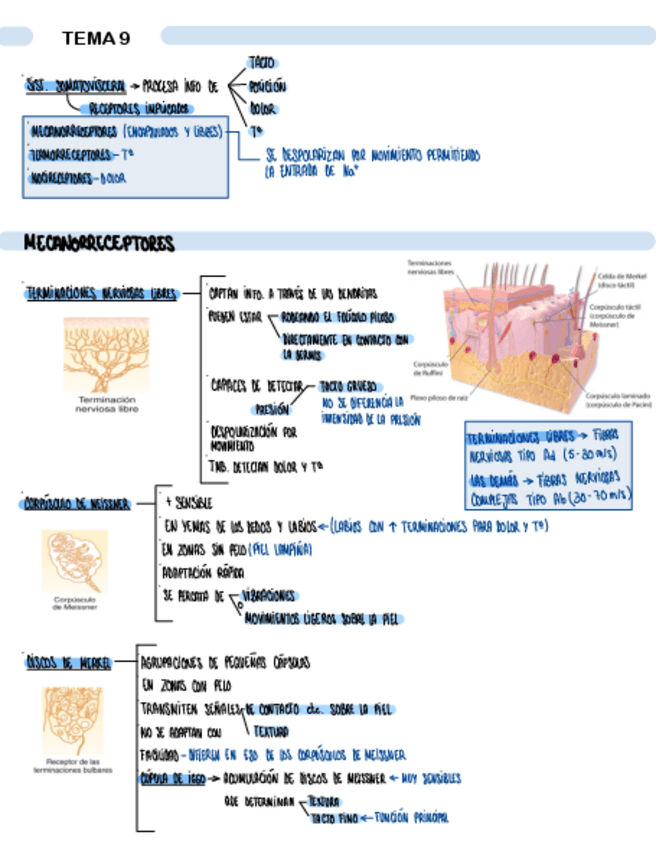 Miniatura del documento TEMA-9-SISTEMA-SOMATOVISCERAL.pdf