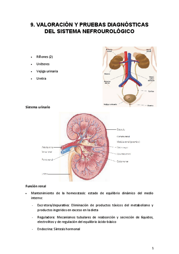 Miniatura del documento 9.-Valoracion-nefrourologica.pdf