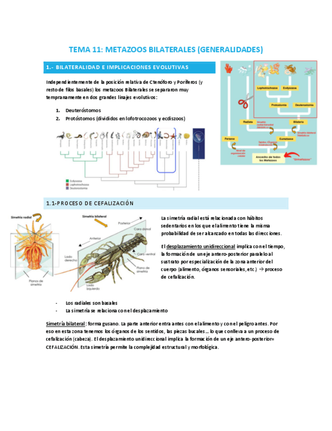 Miniatura del documento TEMA-11-animales-bilaterales-generalidades.pdf