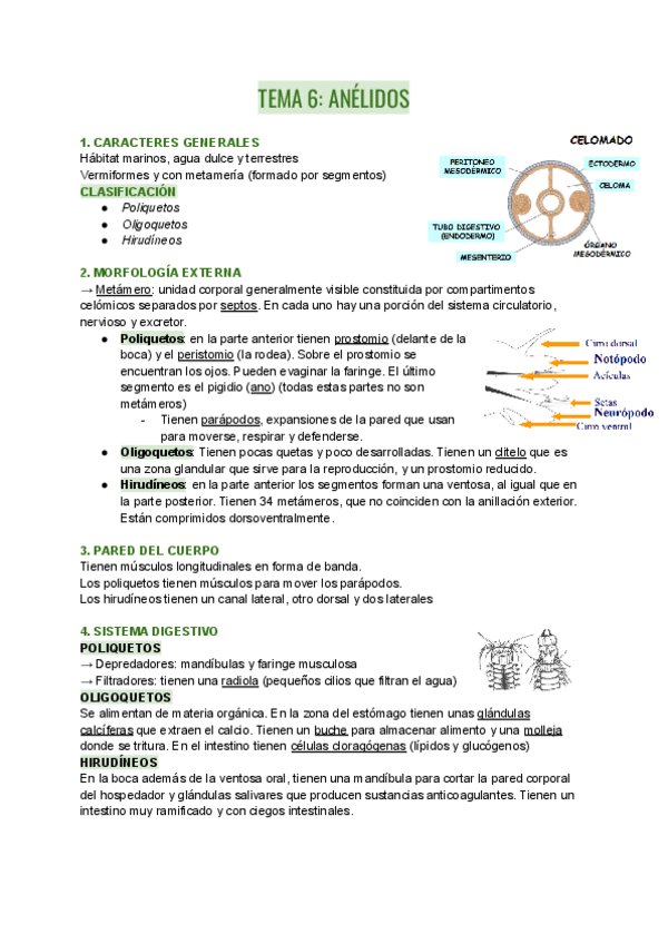Miniatura del documento TEMA-6-ANELIDOS.pdf
