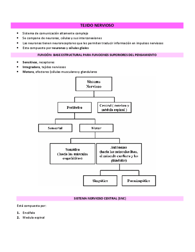 Miniatura del documento RESUMEN-TEJIDO-NERVIOSO.pdf