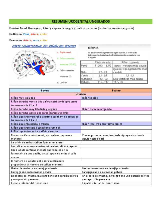 Miniatura del documento Resumen-urogenital.pdf