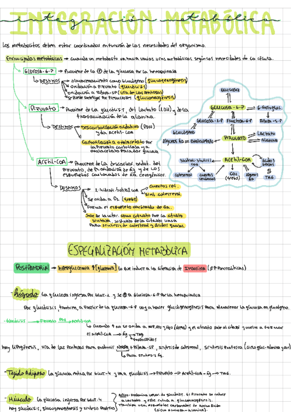 Miniatura del documento 1-Integracion-Metabolica231004111417.pdf