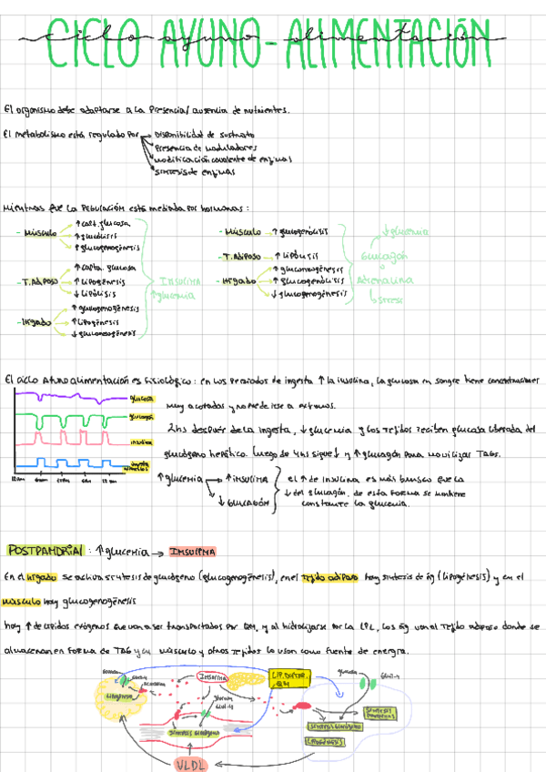 Miniatura del documento 2-Ciclo-Ayunno-AlimentObesidad-y-Diabetes-231004204722.pdf