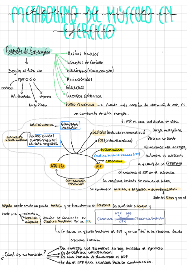Miniatura del documento 4a-Musculo-en-ejercicio.pdf