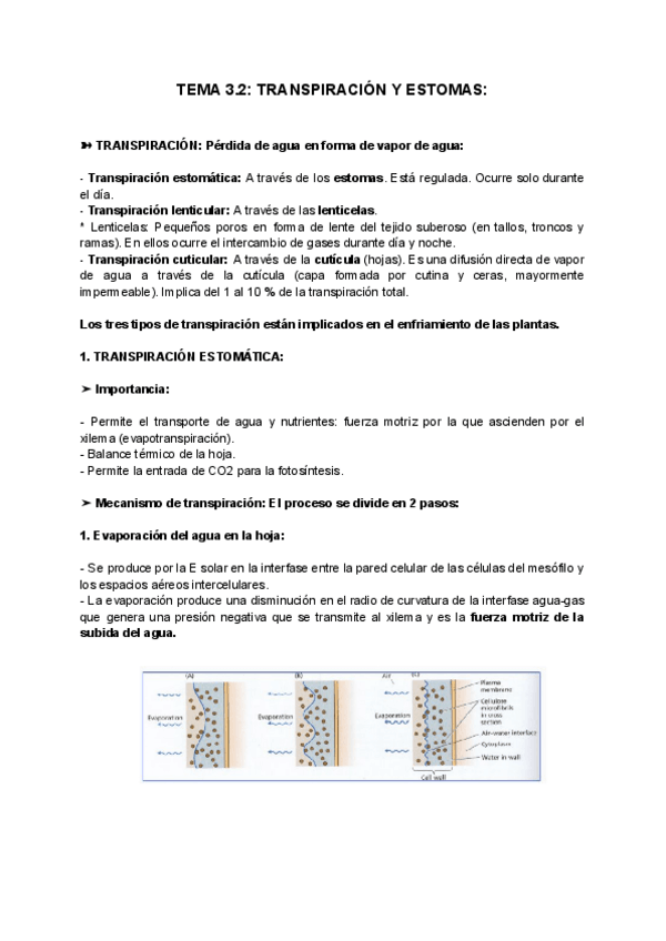Miniatura del documento TEMA-3.2-TRANSPIRACION-Y-ESTOMAS.pdf