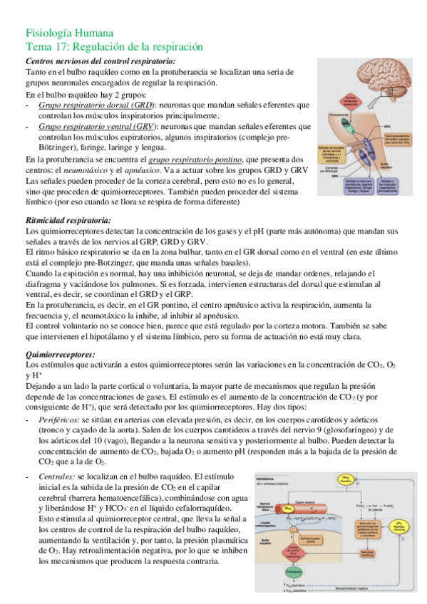 Miniatura del documento T17-Regulacion-de-la-respiracion.pdf