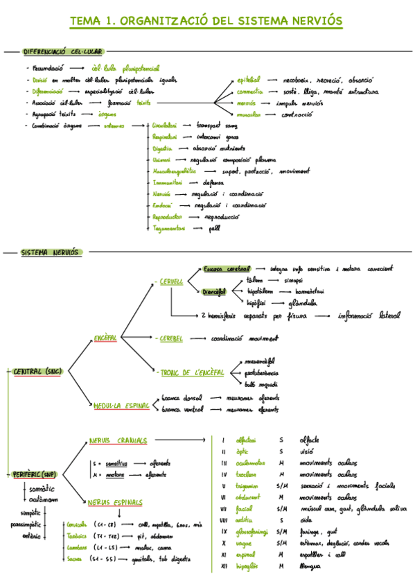Miniatura del documento Esquemes-P1-fisio.pdf
