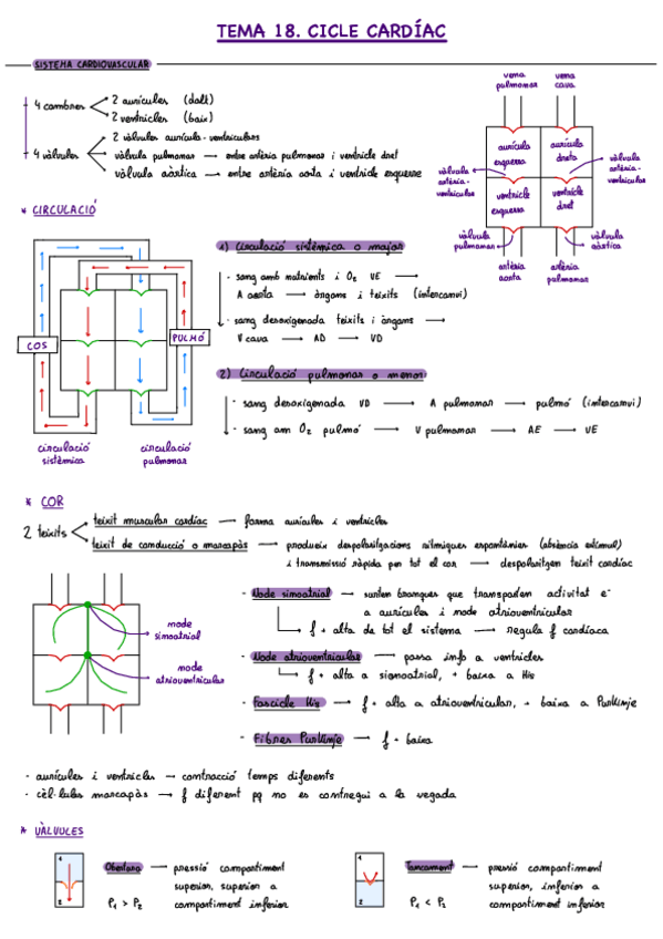 Miniatura del documento Esquemes-P2-fisio.pdf