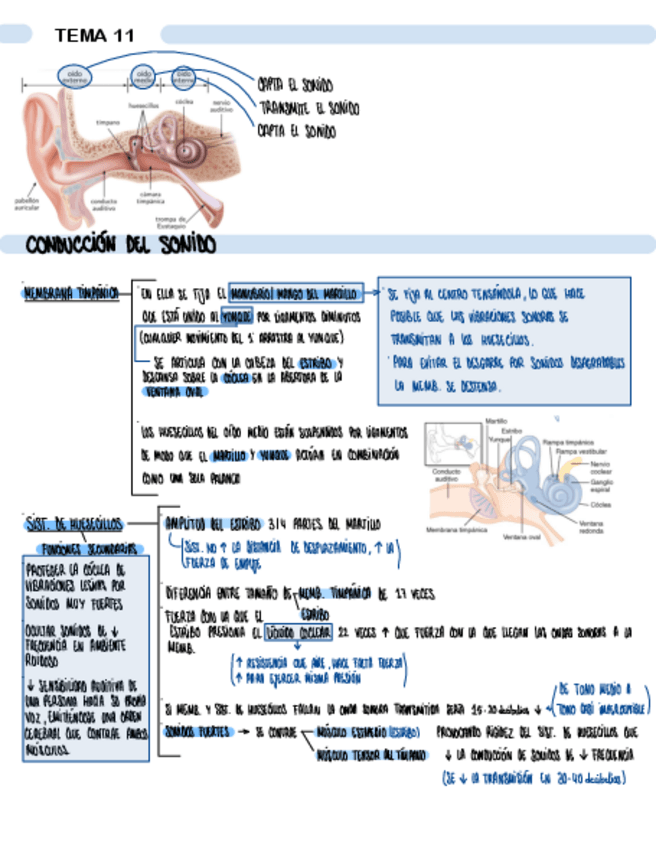 Miniatura del documento TEMA-11-FISIOLOGIA-DE-LA-AUDICION.pdf
