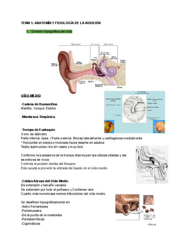 Miniatura del documento TEMA-1-2-3-y-4.-ANATOMIA-Y-FISIOLOGIA-DE-LA-AUDICION.pdf
