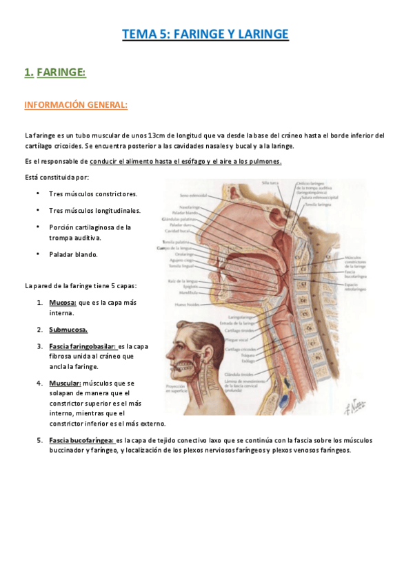 Miniatura del documento TEMA-5-FARINGE-Y-LARINGE..pdf
