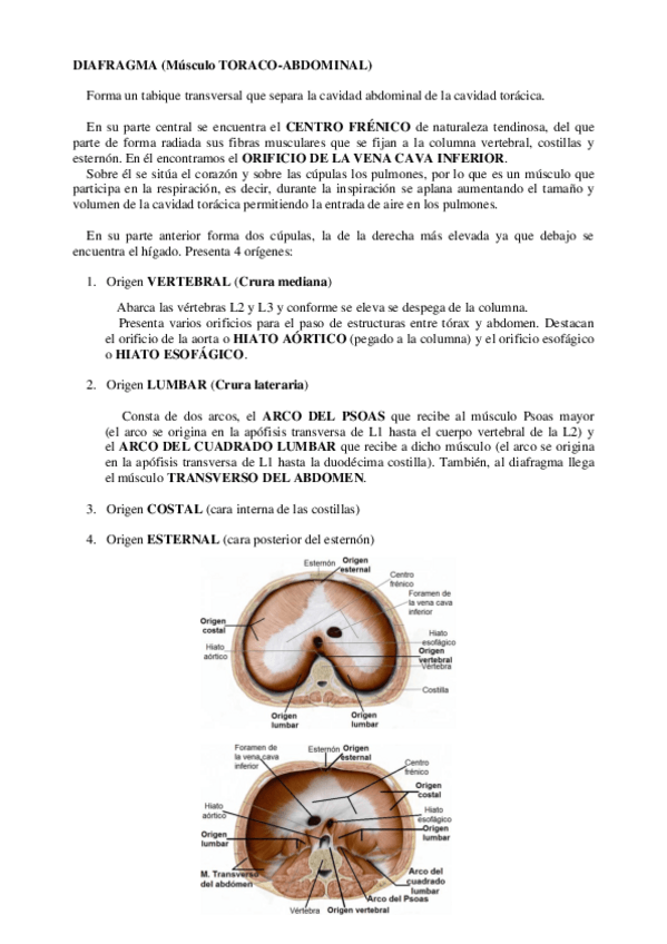 Miniatura del documento Diafragma.pdf