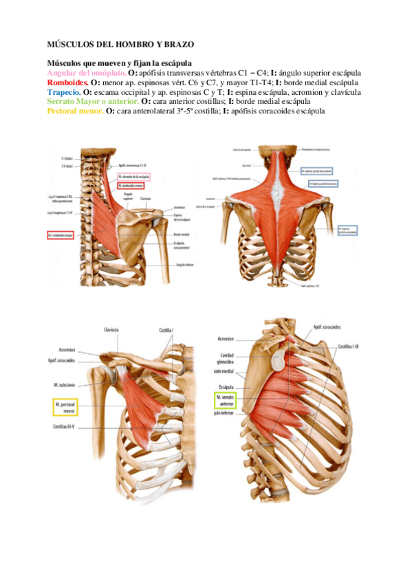 Miniatura del documento Musculos-del-hombro-y-brazo.pdf