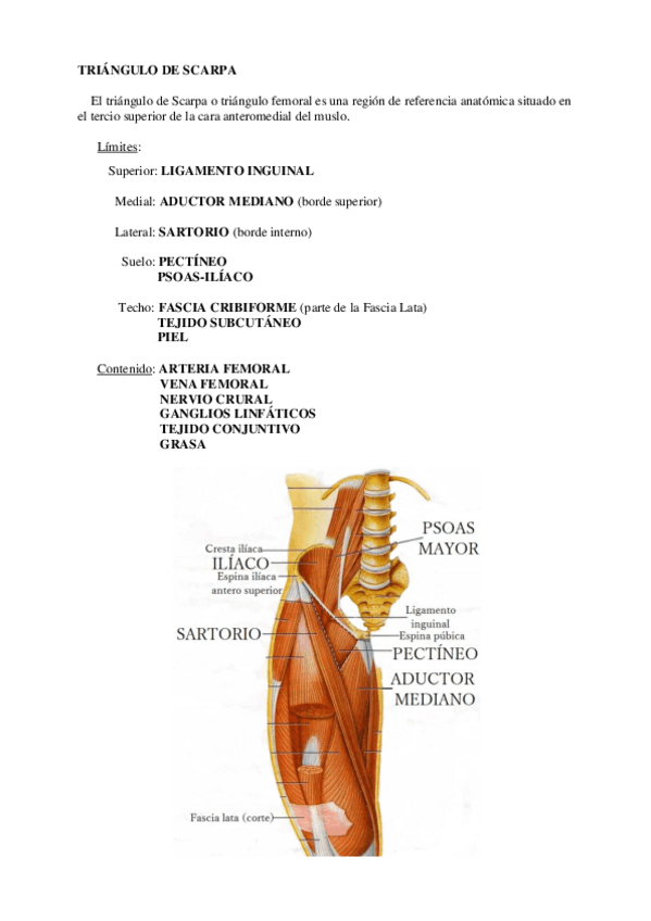 Miniatura del documento Triangulo-de-Scarpa.pdf