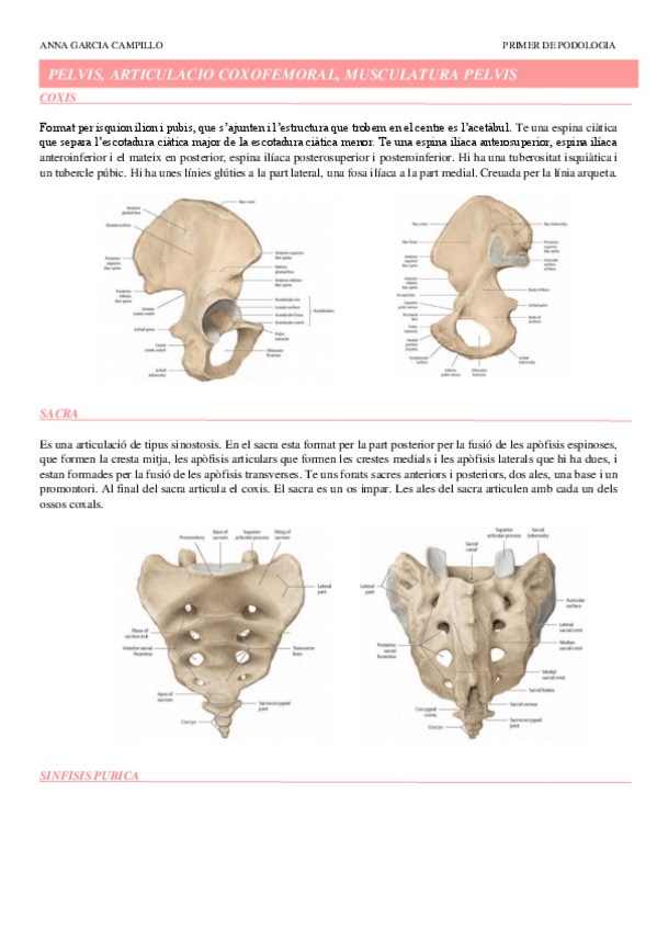 Miniatura del documento TEMA-7.-PELVIS-ARTICULACIO-COXOFEMORAL-I-MUSCULATURA-PELVIS.pdf